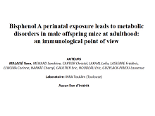 L'exposition au bisphénol A pendant la période périnatale provoque un phénotype obèse à l'âge adulte chez la souris mâle : un point de vue immunologique