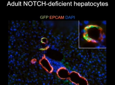 Liver Cell Plasticity - Holger Willenbring, UCSF (D3P10) Liver Cell Plasticity - Holger Willenbring, UCSF (D3P10)