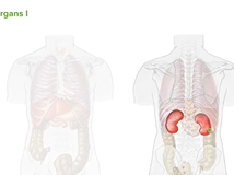 Location of Organs - Anatomy Location of Organs - Anatomy