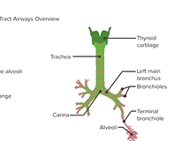 Lower Airways - Respiratory Medicine Lower Airways - Respiratory Medicine