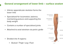 Lower Limb: General Arrangement & 4 Regions - Anatomy Lower Limb: General Arrangement & 4 Regions - Anatomy