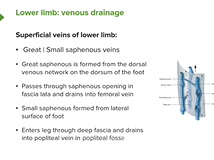 Lower Limb: Superficial Structures & Cutaneous Innervations - Anatomy Lower Limb: Superficial Structures & Cutaneous Innervations - Anatomy