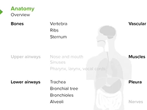 Lung Anatomy - Respiratory Medicine Lung Anatomy - Respiratory Medicine