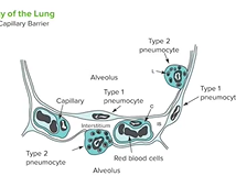 Lung Histology - Respiratory Medicine Lung Histology - Respiratory Medicine