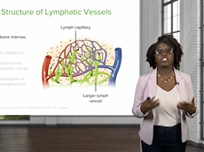 Lymphatic Vessels