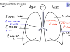Macro Anatomy of Lungs Macro Anatomy of Lungs