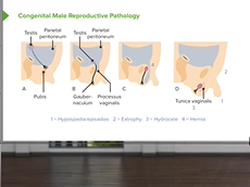 Male Reproductive Pathology  Reproductive Pathology Male Reproductive Pathology  Reproductive Pathology