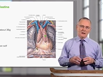 Mediastinal Areas - Anatomy Mediastinal Areas - Anatomy
