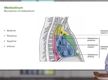 Mediastinum: Lungs, mediastinum and cardiac valves  Anatomy Mediastinum: Lungs, mediastinum and cardiac valves  Anatomy