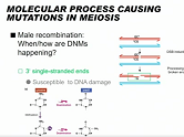 Meiotic recombination, gene conversion and mutation