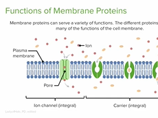 Membrane Proteins