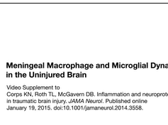 Meningeal Macrophage and Microglial Dynamics in the Uninjured Brain Meningeal Macrophage and Microglial Dynamics in the Uninjured Brain