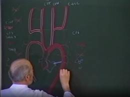 Morphogénèse des arcs branchiaux 4ème partie les dérivés artériels