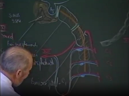 Morphogenèse des arcs branchiaux 2ème partie : les dérivés musculaires