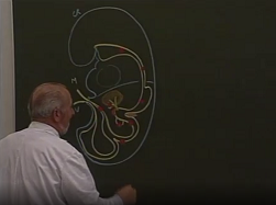 Morphogenèse du Pancreas . Variations anatomiques et anomalies qui en découlent Morphogenèse du Pancreas . Variations anatomiques et anomalies qui en découlent