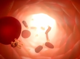 Synthèse de protéines musculaire en images