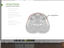 Neck: Cervical Compartments & Cervical Fascia - Brain & Nervous System Neck: Cervical Compartments & Cervical Fascia - Brain & Nervous System