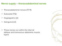 Nerve Supply of the Abdominal Wall - Anatomy Nerve Supply of the Abdominal Wall - Anatomy