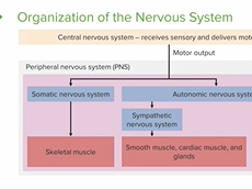 Nervous System: Organization and Functions