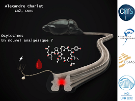 Ocytocine : un nouvel analgésique ? Ocytocine : un nouvel analgésique ?