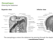 Oesophagus & Stomach - Abdomen Oesophagus & Stomach - Abdomen