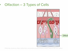 Olfaction: Sense of Smell