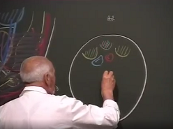Organogénèse du foie et ses variations anatomiques