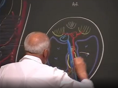 Organogenèse du foie et ses variations anatomiques