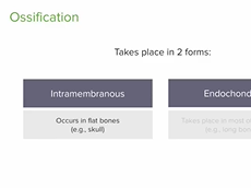 Osteogenesis (Bone Formation): Intramembranous Ossification