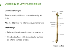 Osteology of the Fibula - Anatomy Osteology of the Fibula - Anatomy