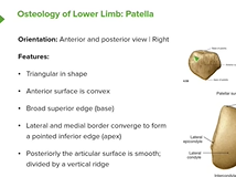 Patella: Views, Location & Features - Anatomy Patella: Views, Location & Features - Anatomy