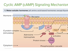 Pathways of Hormone Action
