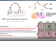 Phenotyping Embryonic Lethal Knockout mice with neural crest and neural defects Phenotyping Embryonic Lethal Knockout mice with neural crest and neural defects