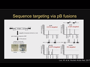piggyBac Transposons to Cut and Paste DNA piggyBac Transposons to Cut and Paste DNA