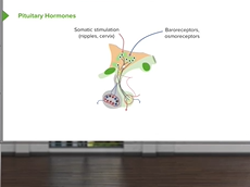 Pituitary Hormones Endocrine Pathology Pituitary Hormones Endocrine Pathology