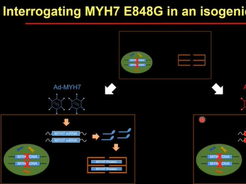 Preclinical Insights into Hypertrophic Cardiomyopathy