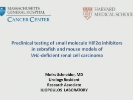 Essais précliniques de molécules inhibitrices du HIF2α sur les modèles de poisson zèbre et de souris pour le carcinome rénal VHL-déficient