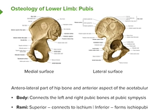 Pubis: Superior & Inferior Pubis - Anatomy Pubis: Superior & Inferior Pubis - Anatomy