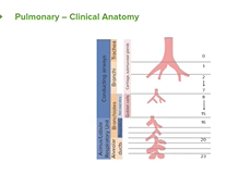Pulmonary Pathology: Introduction & Clinical Anatomy Pulmonary Pathology: Introduction & Clinical Anatomy