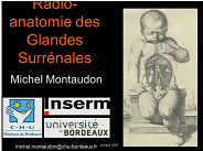 Radio-anatomie des glandes surrénales