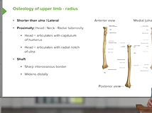Radius Bone: Views & Position - Anatomy Radius Bone: Views & Position - Anatomy
