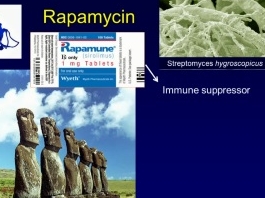 La rapamycine améliore l'immunité des lymphocytes T contre le cancer