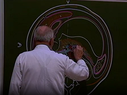 Rapport du pancréas (4éme partie)