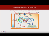 Re-introducing the Patient Context into Cardiac Drug Discovery Using iPSCs Re-introducing the Patient Context into Cardiac Drug Discovery Using iPSCs