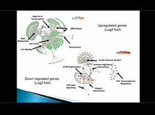 Reconciling the Stem/Progenitor and Paracrine Functions of MSCs - Donald Phinney Reconciling the Stem/Progenitor and Paracrine Functions of MSCs - Donald Phinney