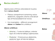 Rectus Sheath I - Anatomy Rectus Sheath I - Anatomy