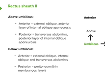 Rectus Sheath II - Anatomy Rectus Sheath II - Anatomy