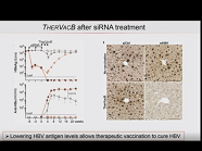 Redirection of T cells against HBV-infected cells Redirection of T cells against HBV-infected cells