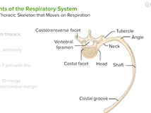 Respiratory System: Bones - Respiratory Medicine Respiratory System: Bones - Respiratory Medicine