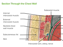 Respiratory System: Muscles - Respiratory Medicine Respiratory System: Muscles - Respiratory Medicine